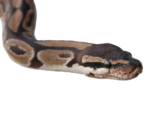 python regius